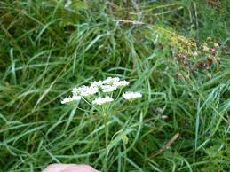 Attēlu rezultāti vaicājumam “Pimpinella saxifraga flower”