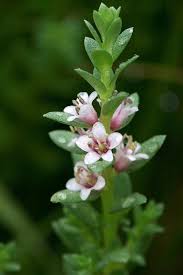 Attēlu rezultāti vaicājumam “Glaux maritima”