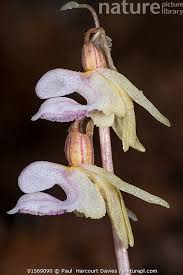 Attēlu rezultāti vaicājumam “Epipogium aphyllum”