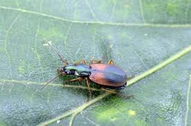 Attēlu rezultāti vaicājumam “Anchomenus dorsalis”