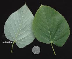 Attēlu rezultāti vaicājumam “Tilia americana”