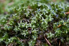 Attēlu rezultāti vaicājumam “Mnium hornum”