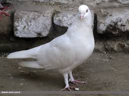 Attēlu rezultāti vaicājumam “Columba livia f. domestica”