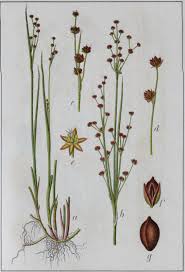 Attēlu rezultāti vaicājumam “Juncus alpinoarticulatus”