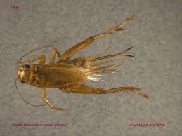 Attēlu rezultāti vaicājumam “Gryllus domesticus”