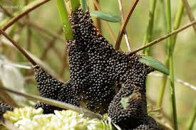 Attēlu rezultāti vaicājumam “Badhamia lilacina”