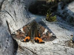 Attēlu rezultāti vaicājumam “Archiearis parthenias”