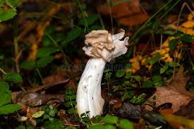 Attēlu rezultāti vaicājumam “Helvella”