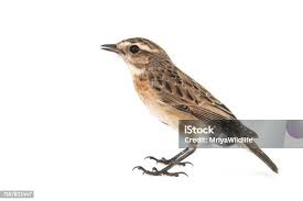 Attēlu rezultāti vaicājumam “Saxicola rubetra”