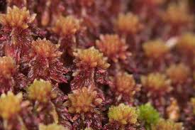 Attēlu rezultāti vaicājumam “Sphagnum capillifolium”