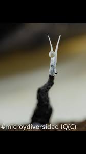 Attēlu rezultāti vaicājumam “myxomicetes”