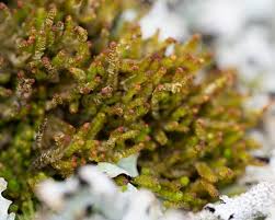 Attēlu rezultāti vaicājumam “Dichodontium pellucidum macro”