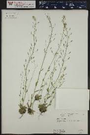 Attēlu rezultāti vaicājumam “Draba nemorosa”