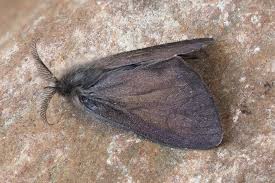 Attēlu rezultāti vaicājumam “Canephora hirsuta”