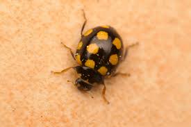 Attēlu rezultāti vaicājumam “Coccinula quatuordecimpustulata”