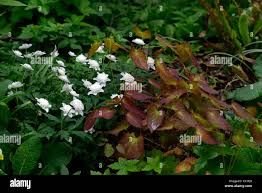 Attēlu rezultāti vaicājumam “Anemone nemorosa leaf”