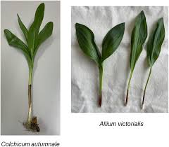 Attēlu rezultāti vaicājumam “Colchicum autumnale”