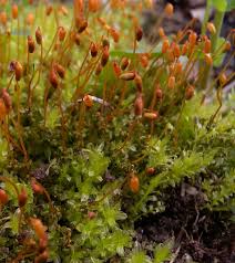 Attēlu rezultāti vaicājumam “Plagiomnium”