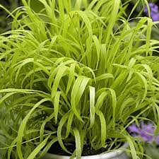 Attēlu rezultāti vaicājumam “Milium effusum leaf”