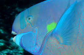 Image result for Chlorurus perspicillatus