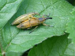 Attēlu rezultāti vaicājumam “Lixus iridis”