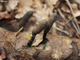 Attēlu rezultāti vaicājumam “Xylaria”