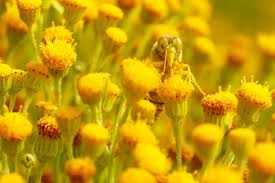 Attēlu rezultāti vaicājumam “Bembix rostrata”