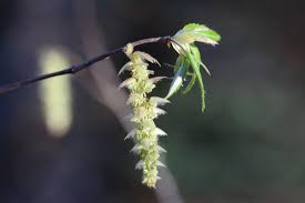 Attēlu rezultāti vaicājumam “Carpinus betulus female flower”