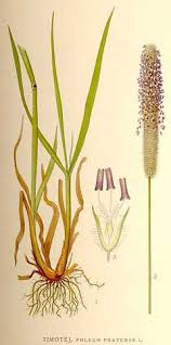 Attēlu rezultāti vaicājumam “Phleum pratense”