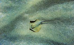 Image result for Dasyatis pastinaca