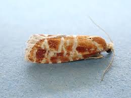 Attēlu rezultāti vaicājumam “Rhyacionia pinicolana”