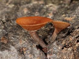 Attēlu rezultāti vaicājumam “Rutstroemia firma”