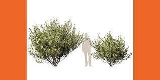 Attēlu rezultāti vaicājumam “Salix pentandra”