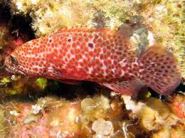 Image result for Cephalopholis cruentata