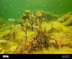 Attēlu rezultāti vaicājumam “Fucus vesiculosus”