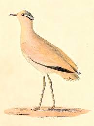 Image result for Cursorius cursor