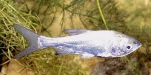 Image result for Hypophthalmichthys molitrix