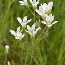 Attēlu rezultāti vaicājumam “Saxifraga granulata flower”
