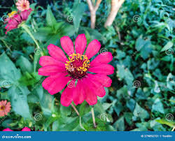 Image result for Zinnia violacea