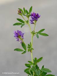 Attēlu rezultāti vaicājumam “Medicago sativa subsp. sativa flower”