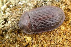 Attēlu rezultāti vaicājumam “Ostoma ferruginea”