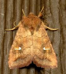 Attēlu rezultāti vaicājumam “Amphipoea”