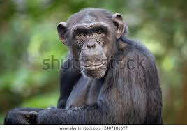 Attēlu rezultāti vaicājumam “Troglodytes troglodytes adult”