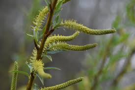 Attēlu rezultāti vaicājumam “Salix triandra male flower”