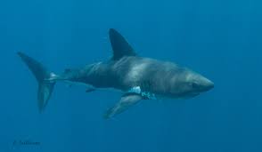 Image result for Lamna ditropis