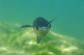 Image result for Liza ramada