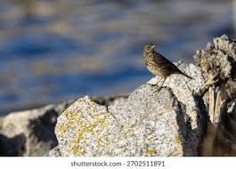 Attēlu rezultāti vaicājumam “Anthus petrosus adult”