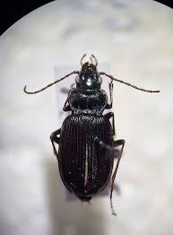 Attēlu rezultāti vaicājumam “Nebria brevicollis”