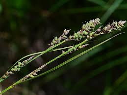 Attēlu rezultāti vaicājumam “Carex buxbaumii”