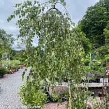 Attēlu rezultāti vaicājumam “Betula pendula Youngii”